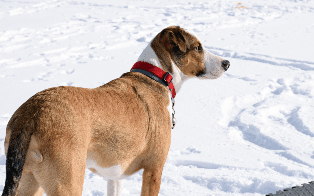 dog standing in the snow