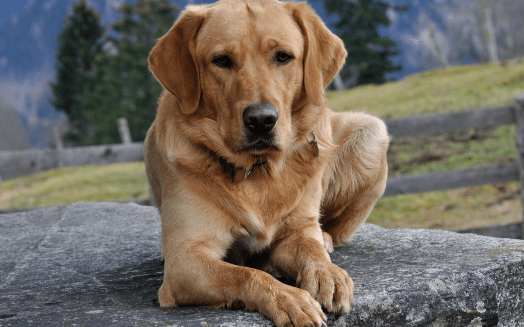 golden retriever laying down